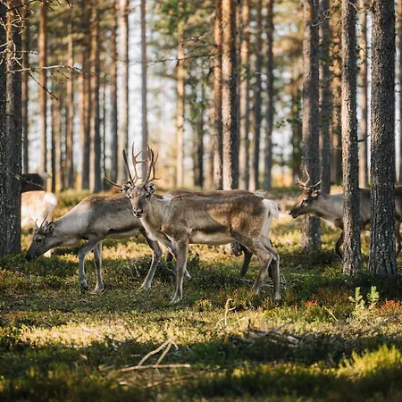 Ainur Saariselkä